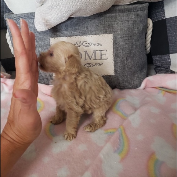 PRINCESS RAYNNE 💗💗💗 - Picture 17 of 17